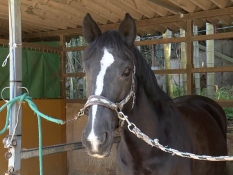 平沢ライディングガーデンのウマ