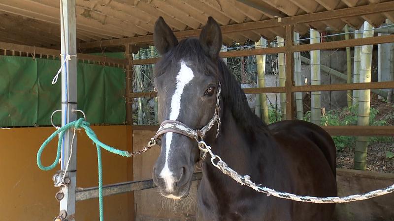 平沢ライディングガーデンのウマ