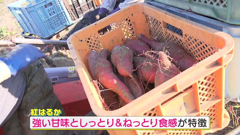 収穫されたサツマイモ