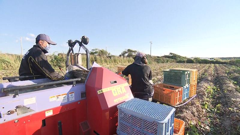 機械によるサツマイモの収穫