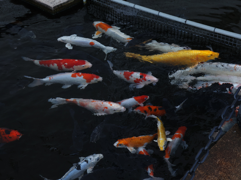 ウォットのコイ