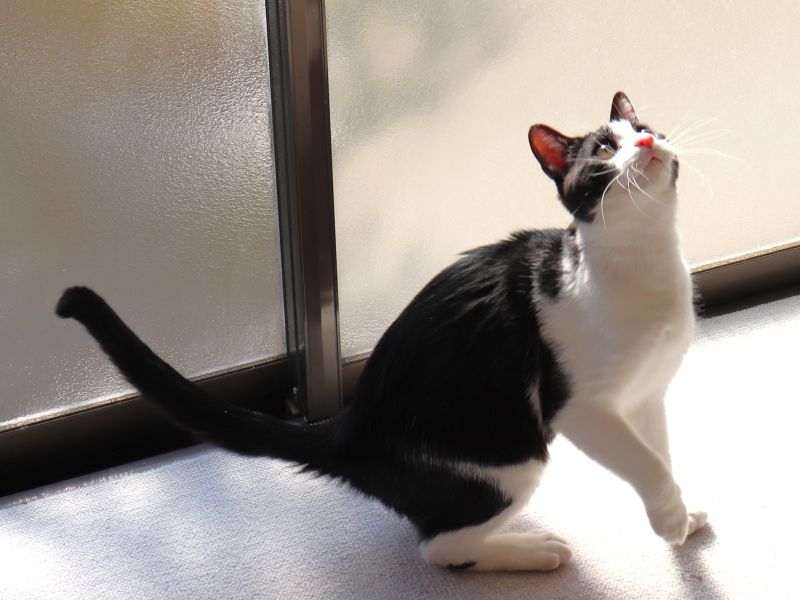 上を見上げるすいか