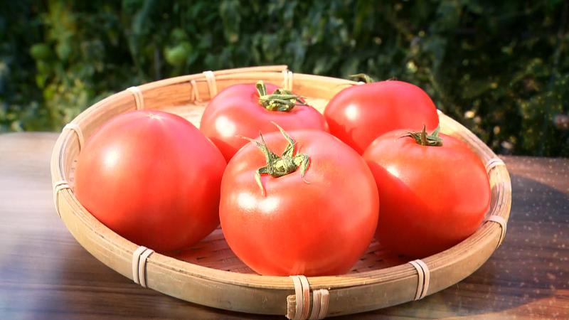 真っ赤なトマト