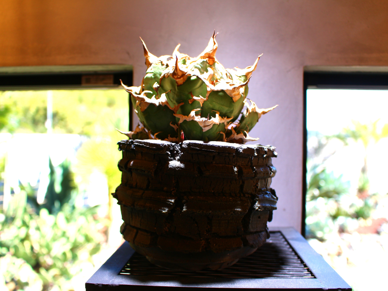 店内にあるインテリアのチタノタ