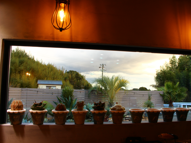 店内の窓際に並ぶサボテンの鉢