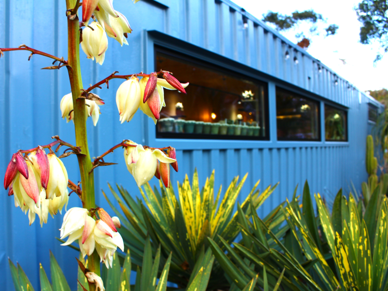 外に咲いていたアツバキミガヨランの花