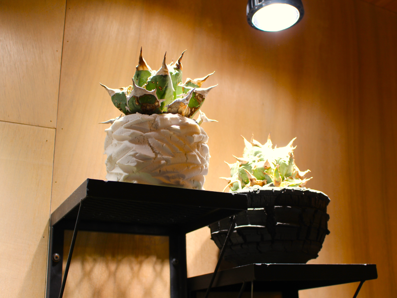 店内に飾られているインテリアの植物