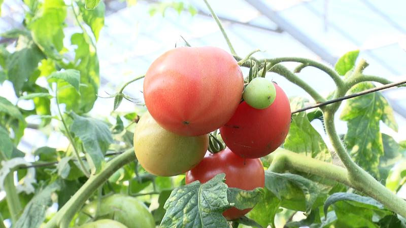 ハウス栽培されたトマト