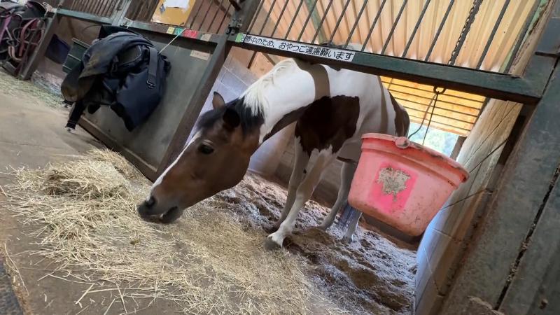 イメージ：うま