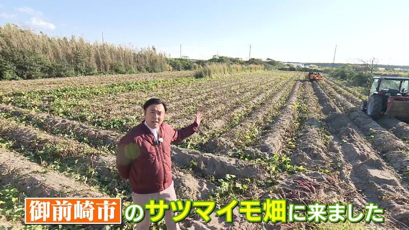 広いサツマイモ畑