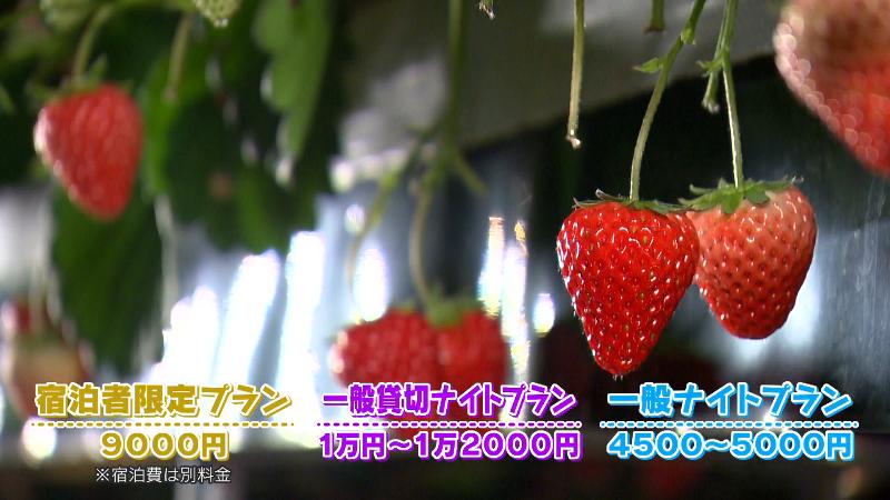 「宿泊者限定プラン(9000円　宿泊費は別料金)」「一般ナイトプラン(4500円～5000円)」「一般貸切ナイトプラン(1万～1万2000円)」