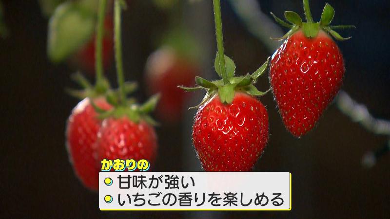 かおりの