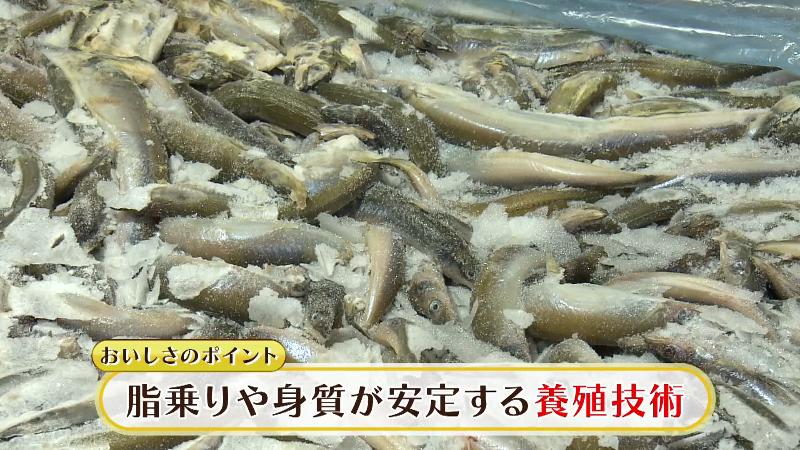 完全養殖の御前崎クエ