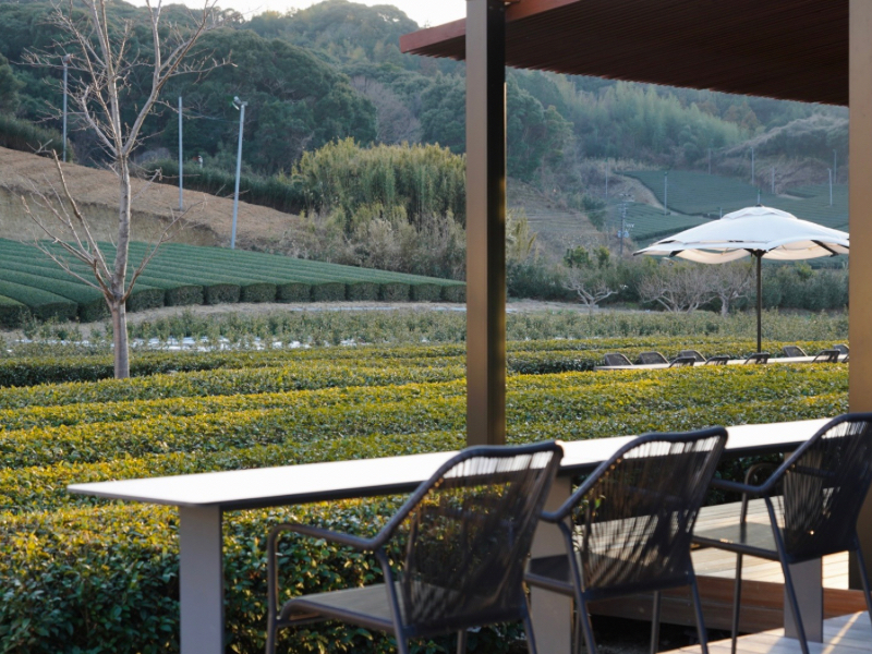 テラス席から見える茶畑