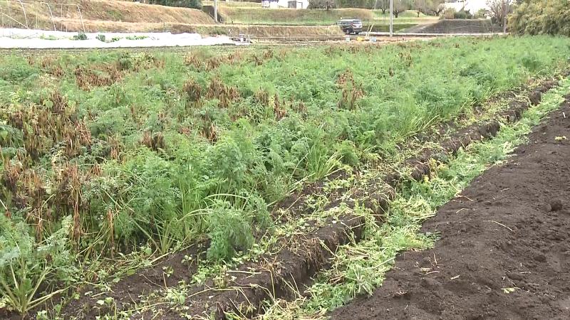 村山にんじん畑