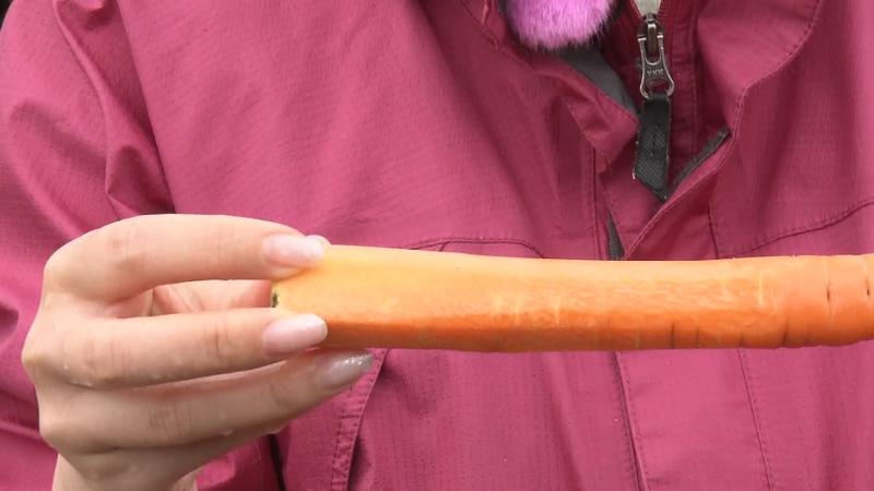 とれたての村山にんじん