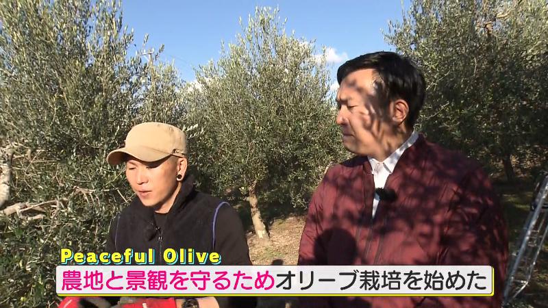 農地と景観を守るためオリーブ栽培を始めた