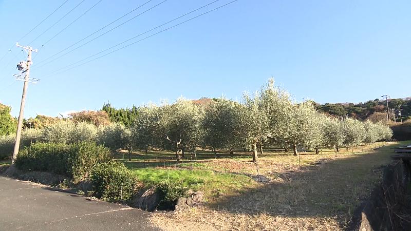 ピースフルオリーブ園の外観