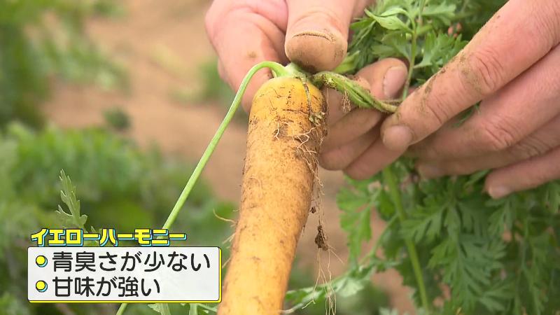 黄色ニンジン・イエローハーモニー