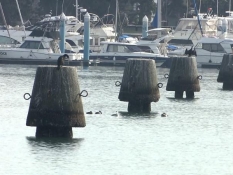 折戸湾の貯木杭