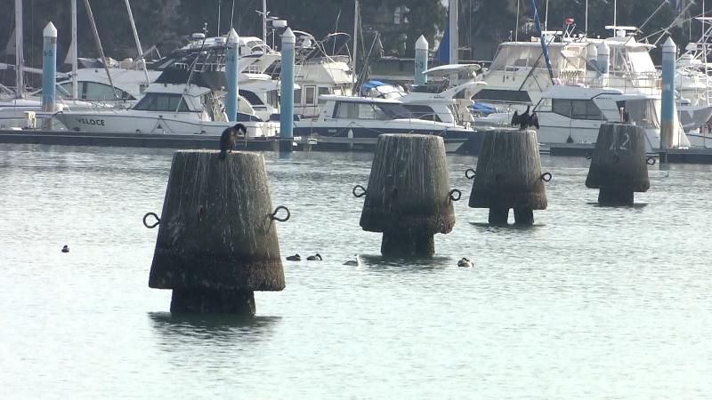 折戸湾の貯木杭