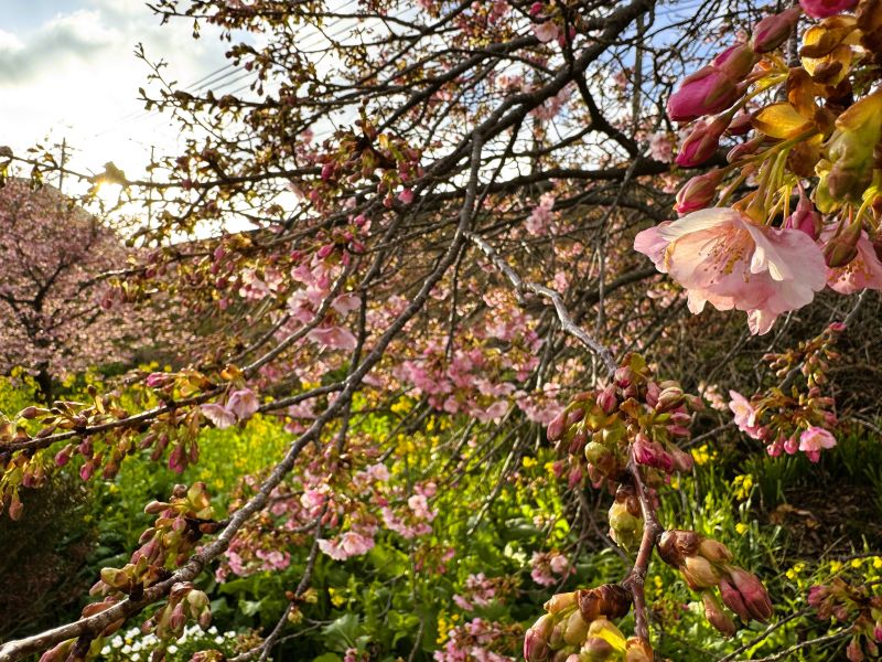 河津桜と菜の花