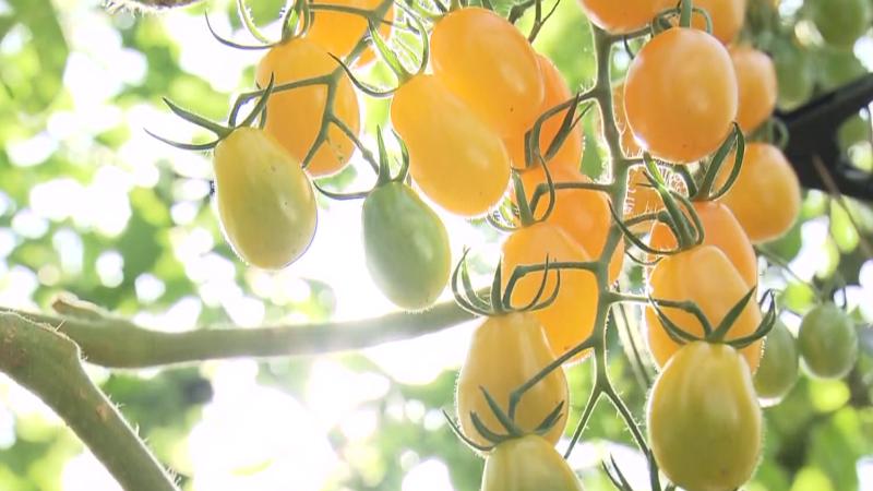 御前崎産の黄色いフルーツトマト「黄味娘」