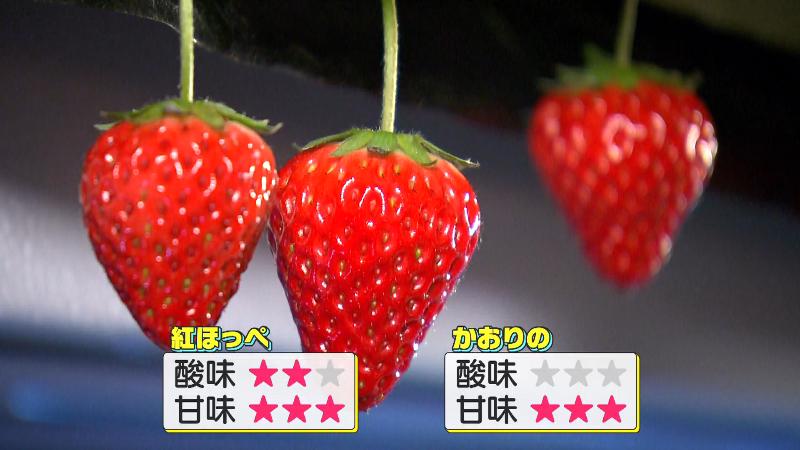 紅ほっぺ