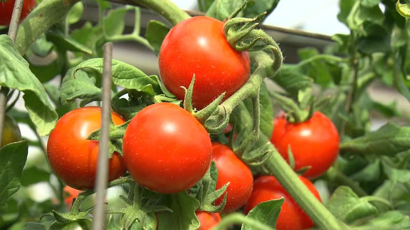 ハウスで栽培されているトマトダ　真っ赤に色づいている