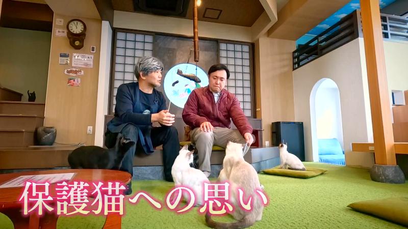 保護ネコへの思い