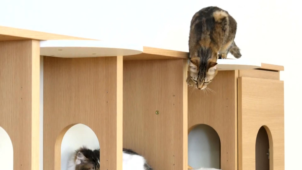 ニャコモを楽しそうに行き来するネコ