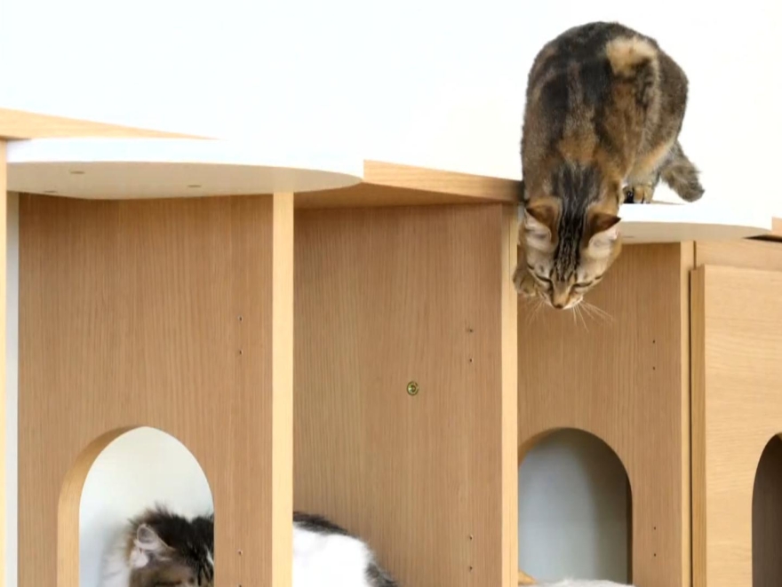 ニャコモを楽しそうに行き来するネコ