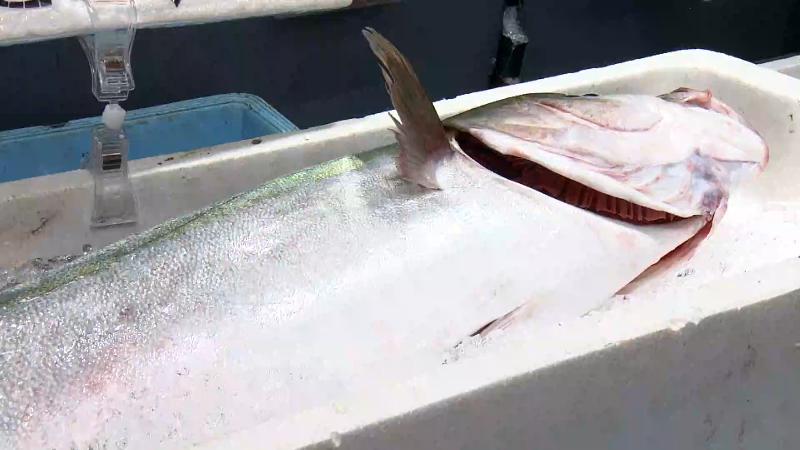 清水港で水揚げされたブリ(1尾・8000円)