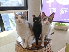 こちらを見つめるネコたち