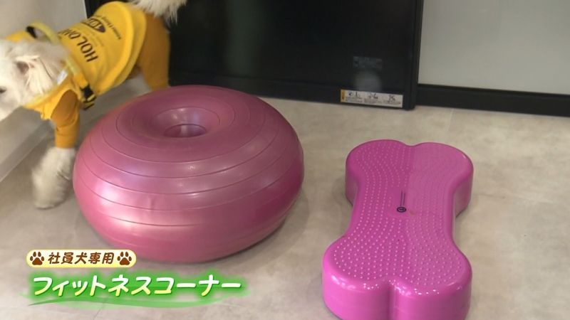 社員犬専用のフィットネスコーナー
