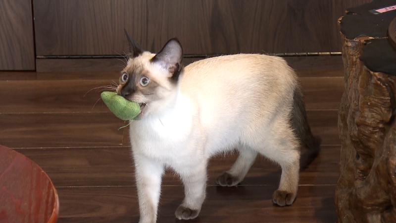 おもちゃをくわえるネコ