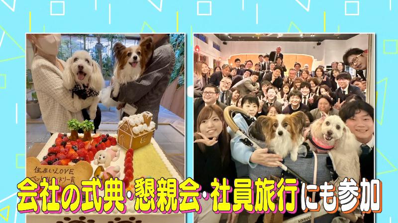 社員旅行や懇親会に参加する社員犬
