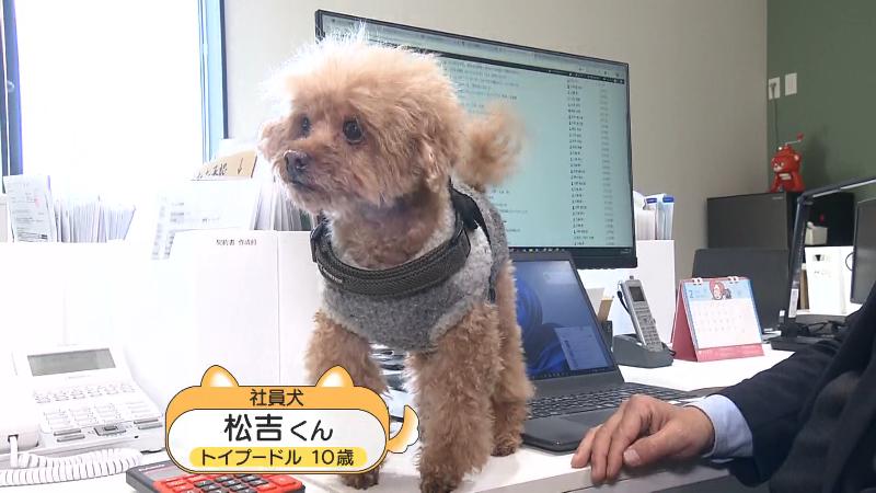 平社員の松吉くん