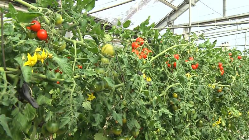 トマトダ栽培風景
