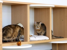 ニャコモのトンネルをくぐるネコたち