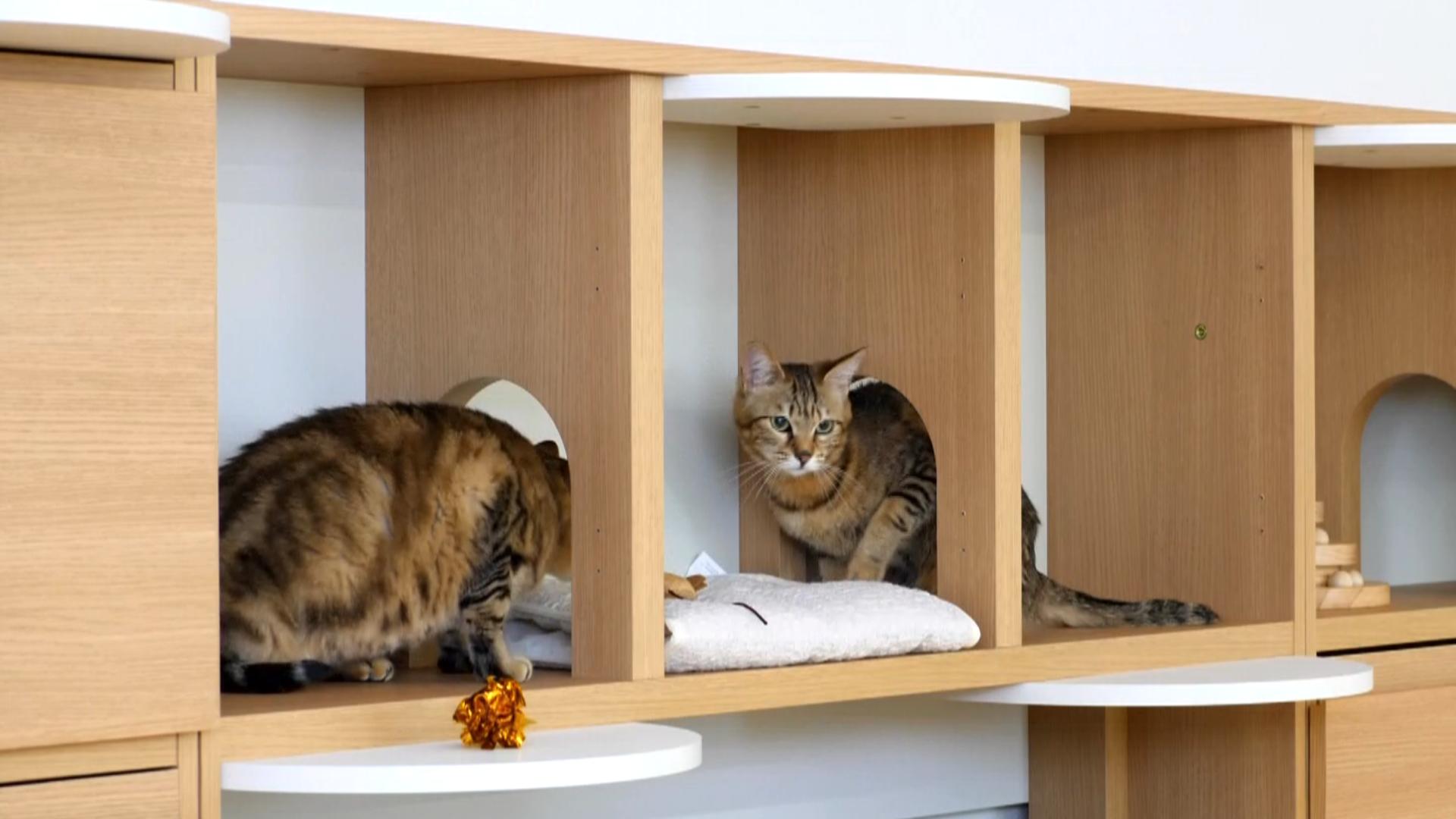 ニャコモのトンネルをくぐるネコたち