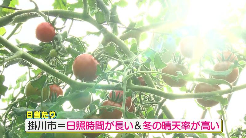日照時間が長い掛川市の日差しを受けて育つ「トマトダ」