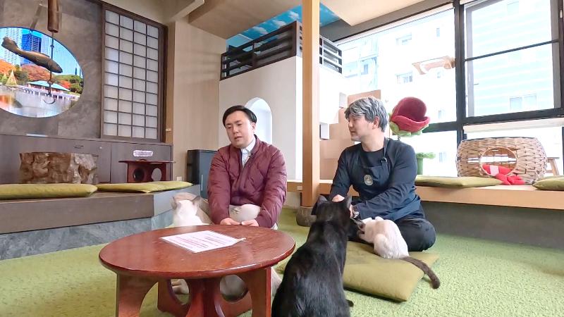 猫宿町のカフェ内　座っていると寄ってくるネコ