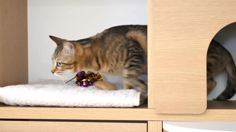 ニャコモ　棚から棚へ移動するネコ