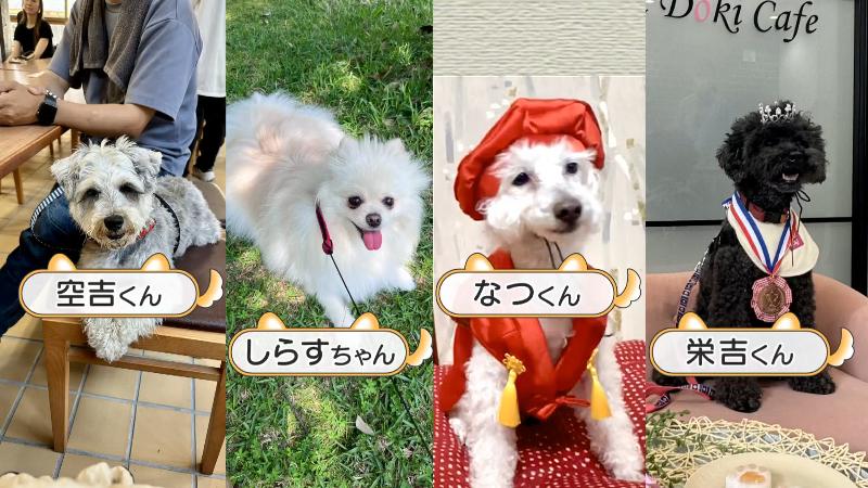 取材時にはいなかったあと4頭の社員犬
