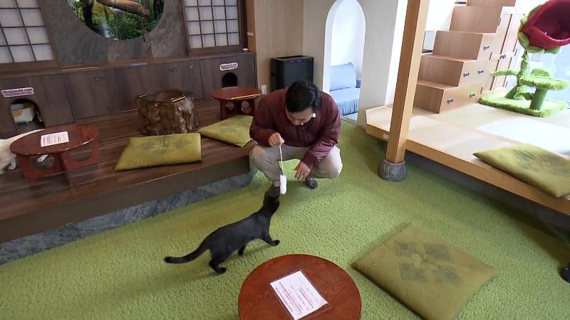 ネコじゃらしに夢中のネコ