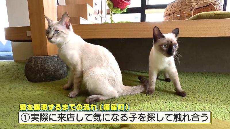 気になる子と触れ合う