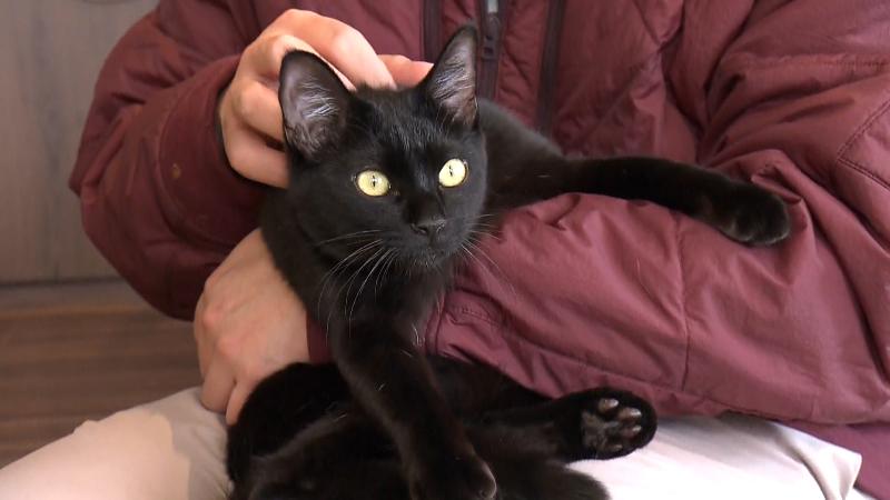 猫宿町の抱っこされる保護ネコ