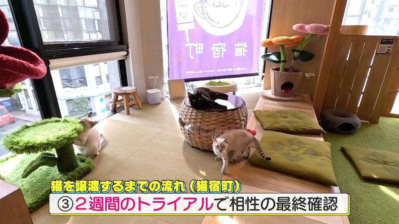 2週間のトライアル