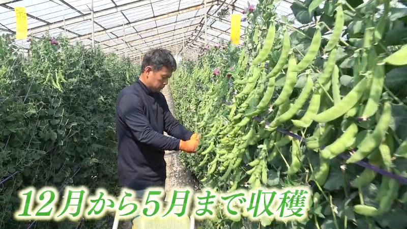 砂糖えんどうを収穫する宇田さん